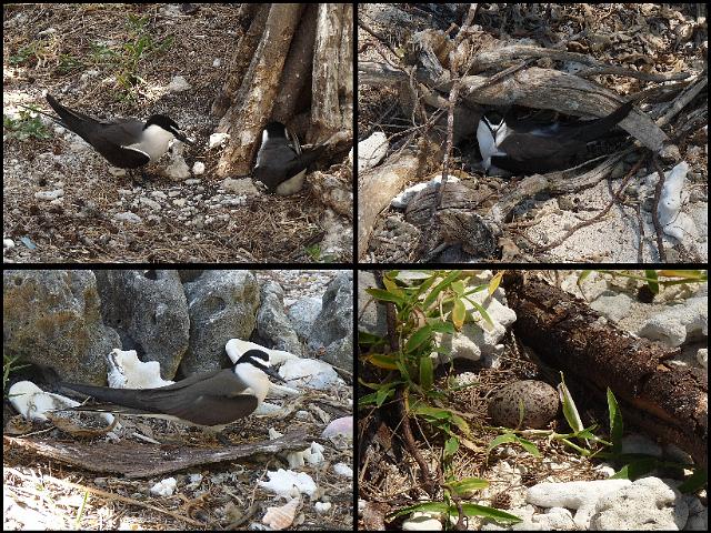 (18) Bridled Terns.JPG
